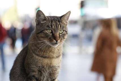 Istraživački eksperiment: Mačke više vole vlasnike, nego hranu i miševe