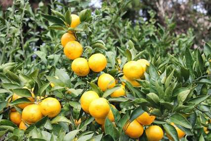 PADA PRODAJA Beru zelene i kisele mandarine, a prodaju po cijeni prvoklasnih