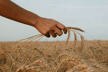 Pala proizvodnja pšenice u FBiH