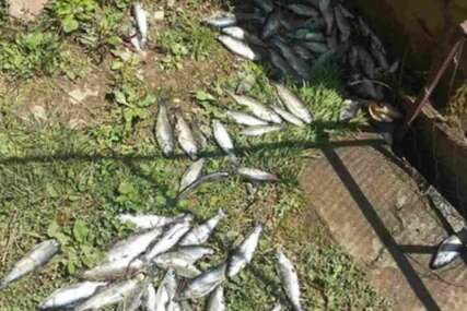 Muškarac u Srbiji izlijevao beton i pobio 13.000 riba