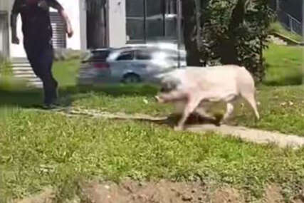 Odbjegla svinja iznenadila vozače i prolaznike u Tuzli 