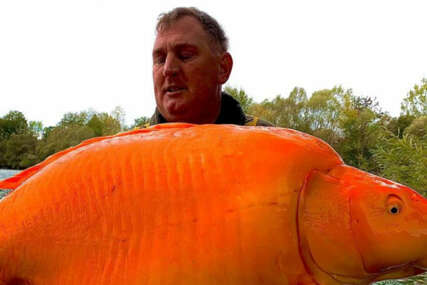 Upecao 30 kilograma tešku zlatnu „ribicu“