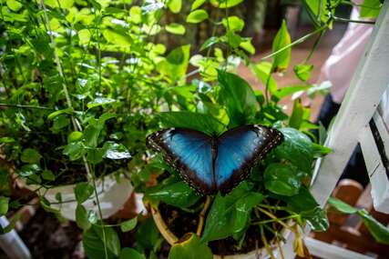 Pogledajte najveću natkrivenu baštu leptira na svijetu