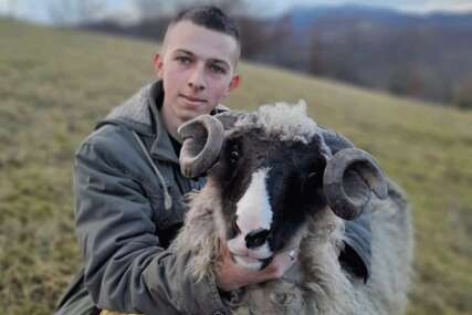 Nemanja studira i bavi se ovčarstvom: Putuje satima da pomogne roditeljima