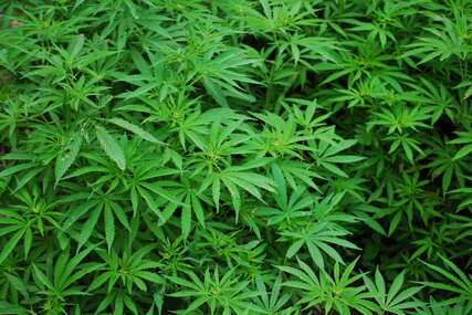 Nisu se usudili: Hrvatski sabor odbio prijedlog o legalizaciji uzgoja marihuane