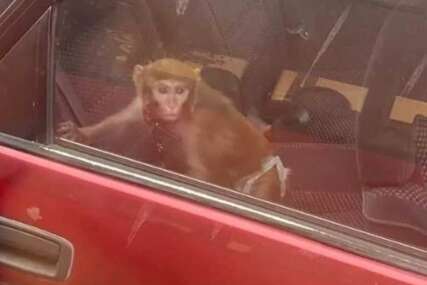 U Beogradu je sve moguće: Na zadnjem sjedištu automobila vozi se majmun