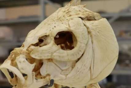 Zub izumrle ribe otkrio da su ljudi kuhali ranije nego što se mislilo