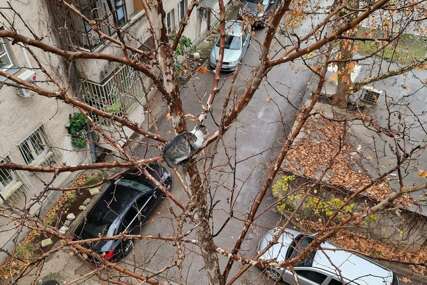 Neuobičajena situacija u Mostaru: Mačka se popela na drvo i ne može da siđe, ni vatrogasci je nisu uspjeli skinuti
