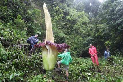 U indonezijskoj prašumi procvjetao cvijet visok preko četiri metra