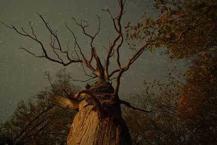 Jeste li znali da drveće komunicira i brine o potomstvu? Pogledajte film "Tajni život drveća"