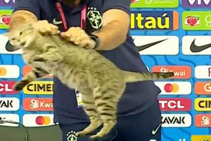 Ljudi su uvjereni da je Brazil izgubio od Hrvatske zbog ove mačke