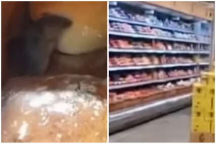 Snimljen miš kako jede hljeb u trgovačkom centru!