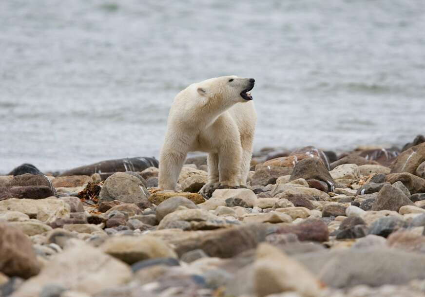 FOTO: SEAN KILPATRICK / THE CANADIAN PRESS VIA AP