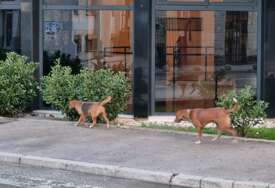 Psi lutalice sve veći problem u Trebinju, građani u strahu. Problem se mora hitno riješiti!