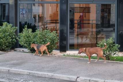 Psi lutalice sve veći problem u Trebinju, građani u strahu. Problem se mora hitno riješiti!