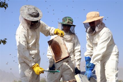SAD odobrile prvu vakcinu za pčele: Bezbjedna je i za insekte i za ljude