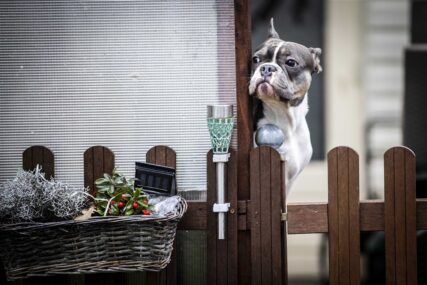 Koje su namirnice opasne za pse: Ove im nikad ne biste trebali davati