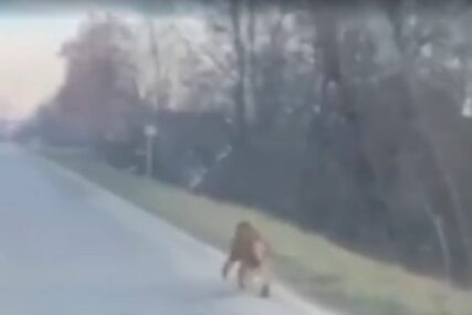 NESVAKIDAŠNJA SCENA KOD PRIJEDORA Majmun koji je pobjegao s mladunčetom vraćen na ranč (VIDEO)