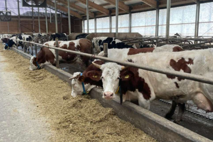 Farma mlijeka u Kalesiji proizvodi struju iz organskog otpada