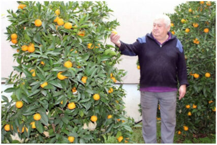 Penzioner iz Hercegovine se pohvalio svojim vrtom: Rodilo više od tone narandži i mandarina