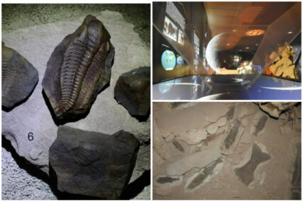 Jeste li pogledali izložbu „Fosili Sarajeva i okoline“, evo šta krije
