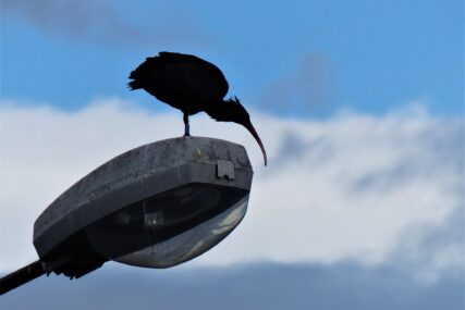 Sjećate li se ćelavog ibisa, rijetke ptice na svijetu koja se pojavila u Sarajevu? Objavljeno gdje je trenutno