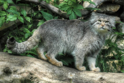Rijetka mačka otkrivena na krovu svijeta: Manul na Mount Everestu