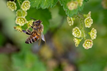 SVI ALARMI UPALJENI Visoke temperature mogle bi dovesti do pomora pčela