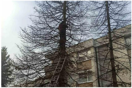 Uklonjena dva visoka stabla u sarajevskom naselju: KJKP Park objasnio zašto