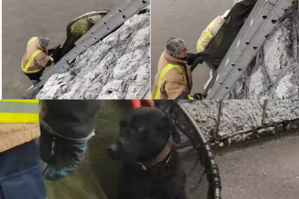 Ovo su heroji dana: Sarajevski vatrogasci izvukli psa koji je upao u Miljacku