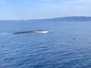 PRIZORI KOJI ODUZIMAJU DAH Hrvatski ribari snimili ogromnog kita, njihova reakcija je urnebesna