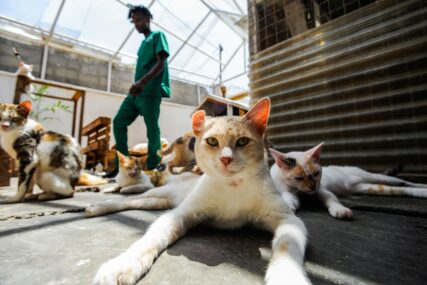 KAŽE DA JE U HUMANOJ MISIJI: Kenijka u kući živi sa više od 500 mačaka (FOTO)