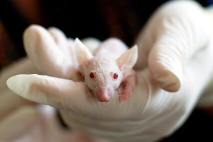 Produžen život najstarijem laboratorijskom štakoru: "Želimo pomladiti ljude"