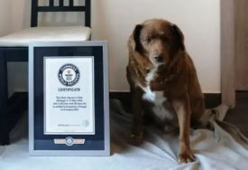 Bobi oborio Guinnessov svijetski rekord za najstarijeg psa ikada