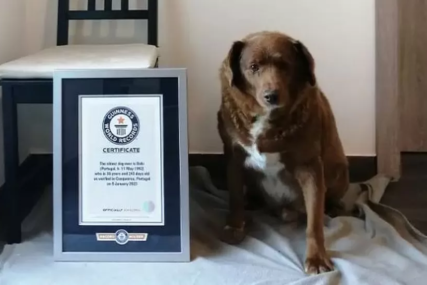 Bobi oborio Guinnessov svijetski rekord za najstarijeg psa ikada