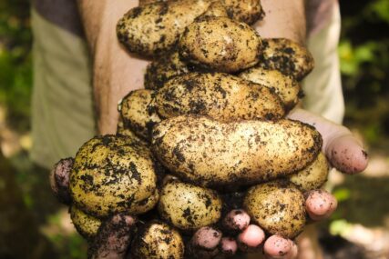 Zašto rezati krtole krompira prije sadnje?