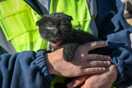 Mačka spašena nakon 178 iz ruševina dobila ime Nada