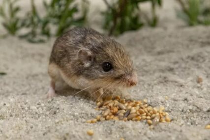 Najstariji miš na svijetu Pet dobio ime po slavnom glumcu