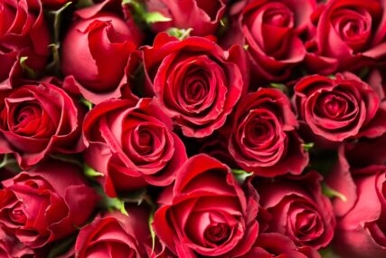 TOP 10 zanimljivosti o ružama za Valentinovo