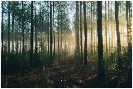 U FBiH nema Zakona o šumama, potrebno ga hitno usvojiti
