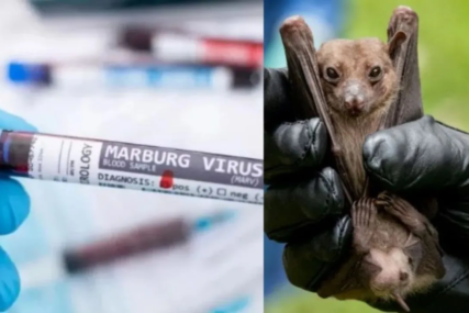Šta je virus Marburg? WHO potvrdio izbijanje smrtonosne bolesti u jednoj državi