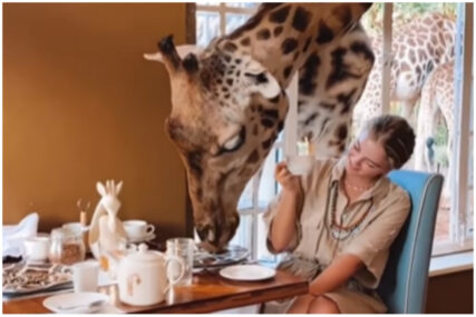 Da li bi vi smjeli piti kafu dok vam žirafa jede sve sa stola? Jedna djevojka je s osmijehom posmatrala