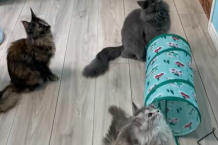 Pet mačaka snimljeno kako "bulji" u TV, a evo šta je na njemu emitovano (VIDEO)