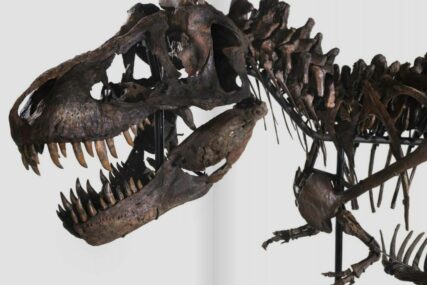 PRVI PUT U HISTORIJI: Na jednoj evropskoj aukciji prodavat će se pravi kostur T-rexa