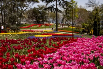 MELEM ZA OČI Milioni tulipana najavljuju proljeće u Istanbulu, a evo kako ova metropola izgleda u tom periodu (FOTO)