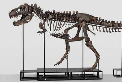 Skelet Tyrannosaurus Rex-a star 67 miliona godina ide na aukciju: Šta mislite koliko se očekuje da će koštati?