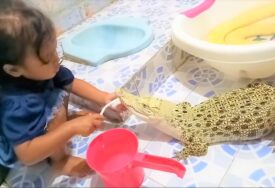Djevojčica se igra sa krokodilom i pitonom kao da su njene igračke (VIDEO)