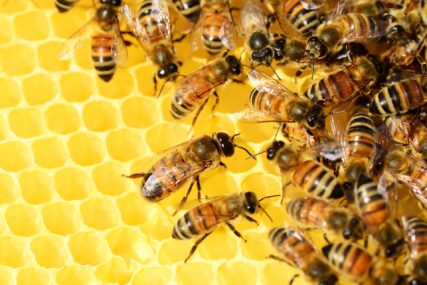 Istraživanje pokazalo da je životni vijek pčela 50 posto kraći