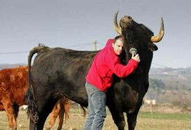 Pogledajte kako izgleda imati bika kao kućnog ljubimca (VIDEO)