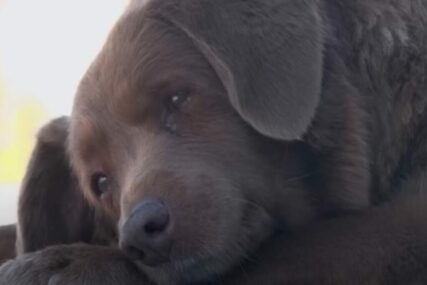 On je najstariji na svijetu: Veliki pas Boby i njegova priča (VIDEO)